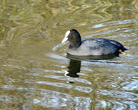 coot